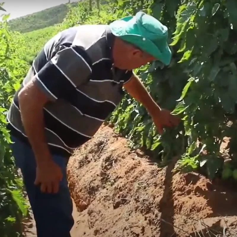 Websérie Tomate Pizzadoro: do Campo à Mesa
